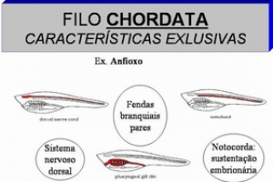 Filo Chordata