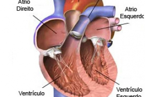 Sistema Cardiovascular