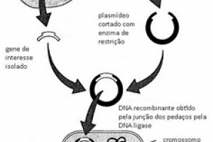 Engenharia genética